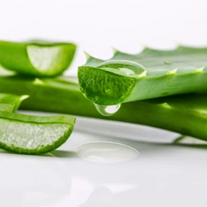 Photo of aloe vera – Photo from Shutterstock
