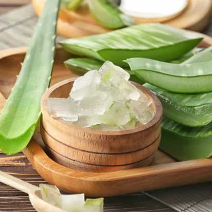 Photo of aloe vera – Photo from Hello Doctor